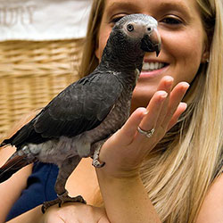 An Bird